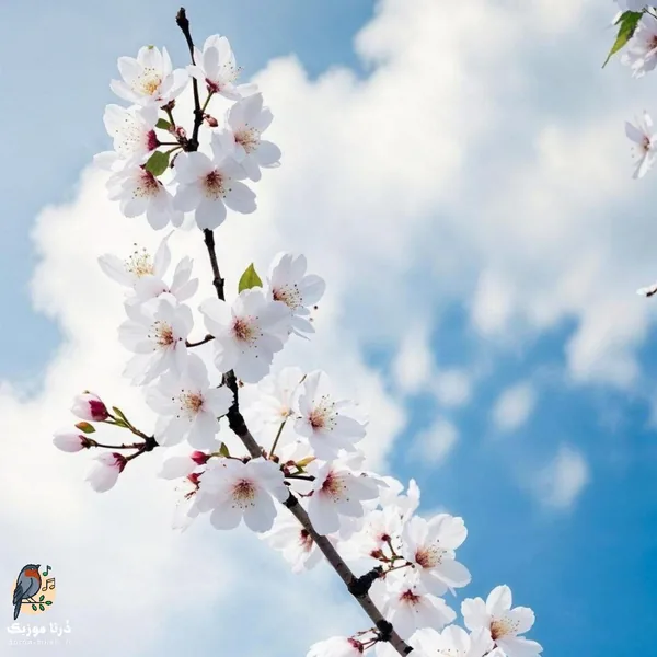  از دلی که با سنگ غم شکسته چه انتظاری داری (ترند اینستا)