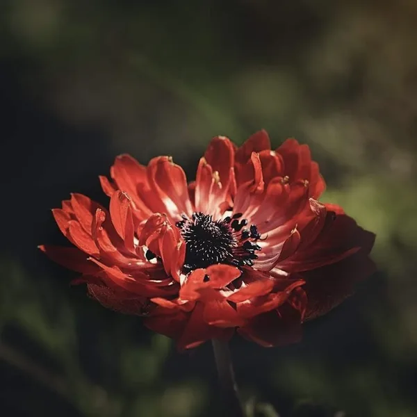 فرووال بد زدی