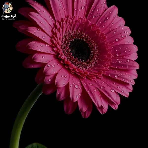 نه دیگه نمیاد کاش از اول اون همه خاطره نمیساخت